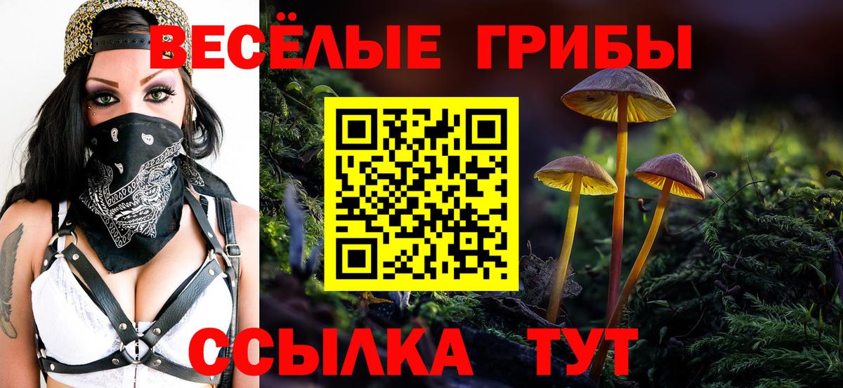 Галлюциногенные грибы Psilocybine cubensis  Псилоцибиновые грибы Cubensis  где купить наркоту  Курчалой  Вход с VPN 
